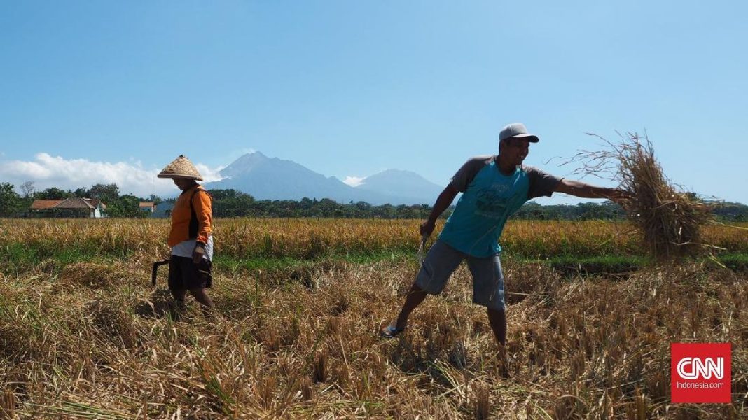 Pupuk Indonesia Perkuat Pendampingan Petani Lewat Program Rembuk Tani