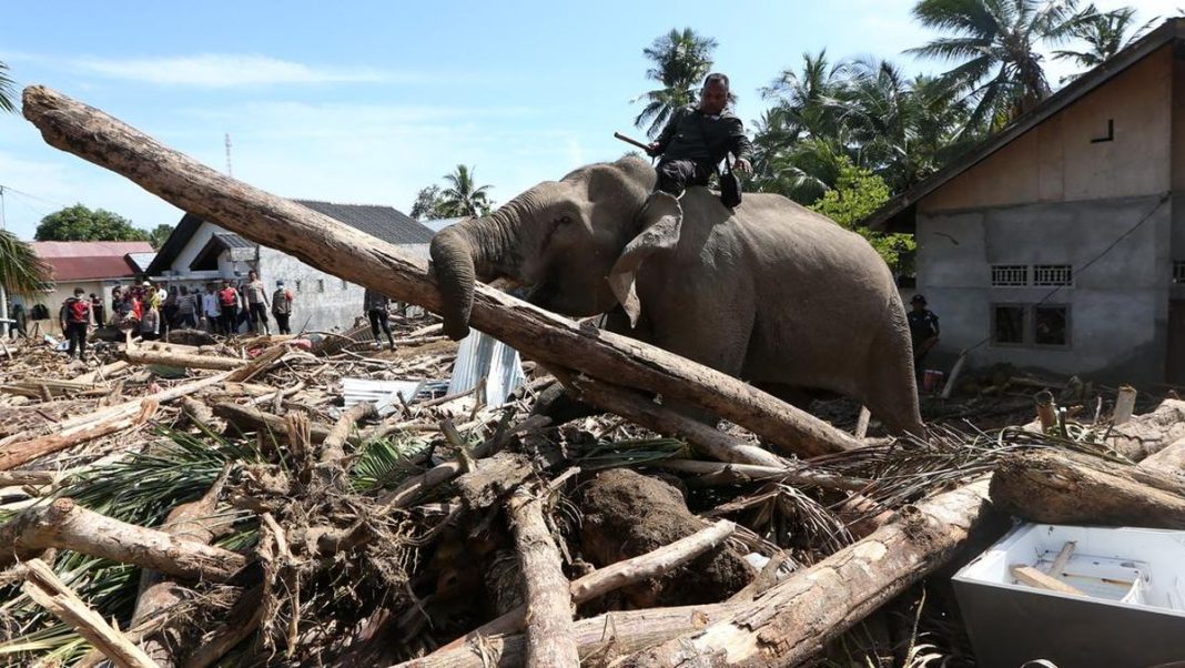 Ada Label Kemenhut dan Perusahaan di Kayu Gelondongan dari Sumbar