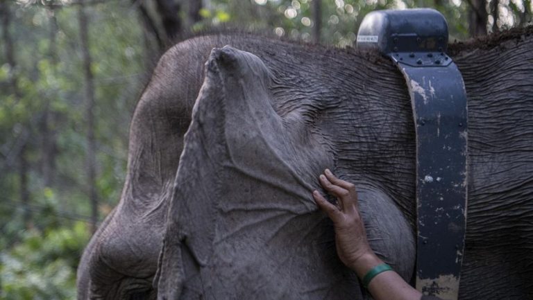 Cegah Kematian Gajah Sumatera dari Virus, Kemehut Gandeng Dokter India