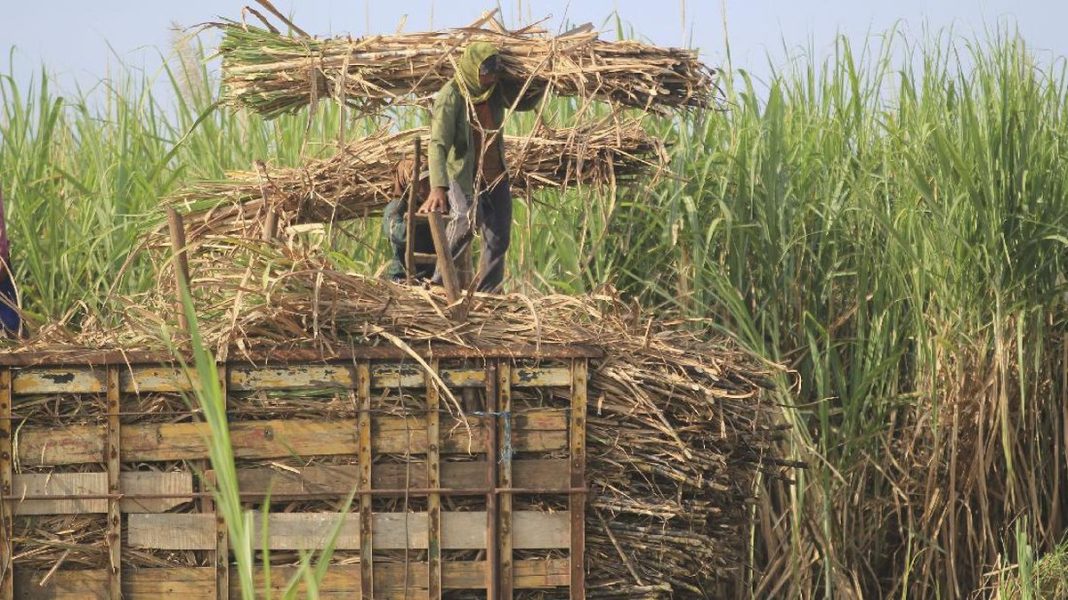 Pemerintah Bidik Perluasan Lahan Tebu hingga 100 Ribu Ha