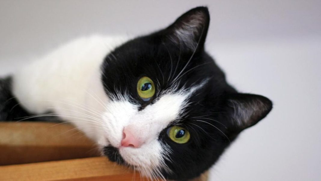 Layanan Streaming Khusus ‘Anabul’ Dirilis di China