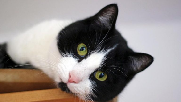 Layanan Streaming Khusus ‘Anabul’ Dirilis di China