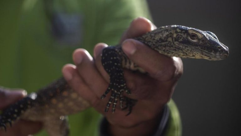 20 Komodo NTT Diselundupkan ke Thailand, Nilai Jual Capai Rp10 Miliar
