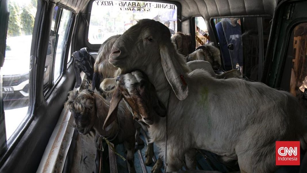 Wamentan Sebut Stok Hewan Kurban 2026 Melimpah, Surplus 800 Ribu Ekor