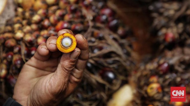 Agrinas Palma Perkuat Pengelolaan Perkebunan, Kelola Aset 4,11 Juta Ha