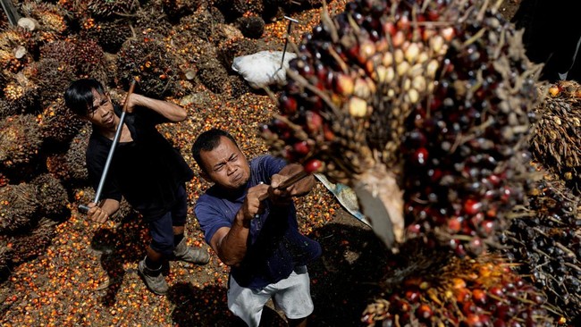 Petani Sawit Blak-blakan Sebut Pengusaha Sering Tak Taati Harga TBS – Publik Pos Update