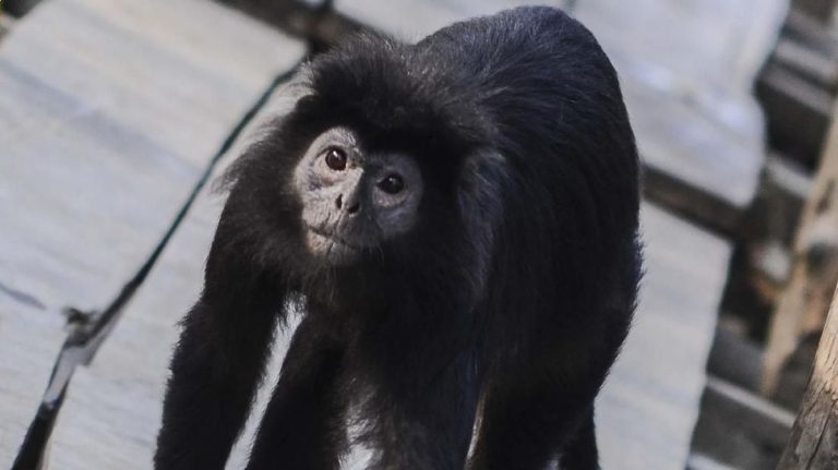 Lutung Jawa ‘Momon’ Dievakuasi Usai Dipelihara Warga Bondowoso