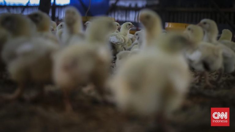 Harga Ayam Anjlok Parah, Peternak Rugi Rp7 Ribu per Kilogram