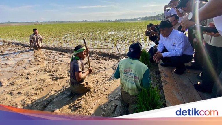 Rp 231 Miliar Tersalurkan untuk Pemulihan Pertanian Pascabencana di Aceh