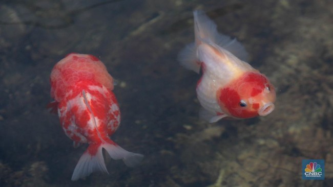 Tok! Pengadilan Putuskan Ikan Ini Punya Hak Asasi – Publik Pos Update