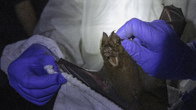 Geger Bocah 10 Tahun Meninggal Rabies Usai Ditempel Kelelawar – Publik Pos Update