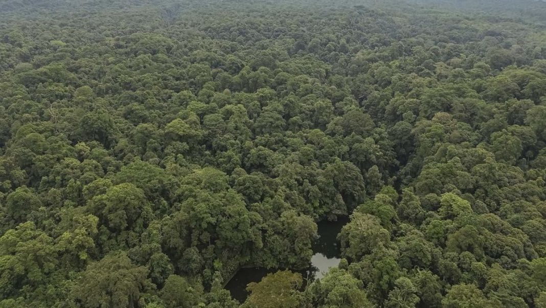 Kasus Perambahan Taman Nasional Bukit Barisan Selatan, 2 Tersangka