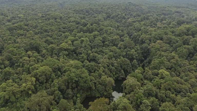 Kasus Perambahan Taman Nasional Bukit Barisan Selatan, 2 Tersangka