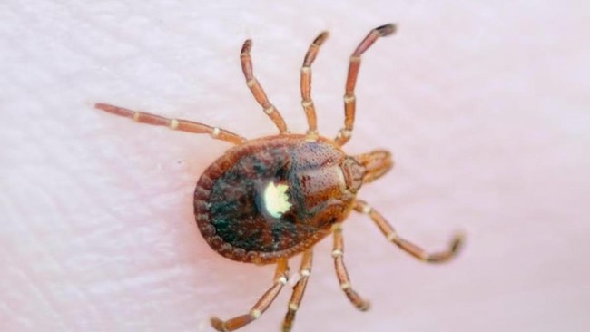 Geger Muncul Virus Langka yang Belum Punya Obatnya, Picu Kekhawatiran – Publik Pos Update