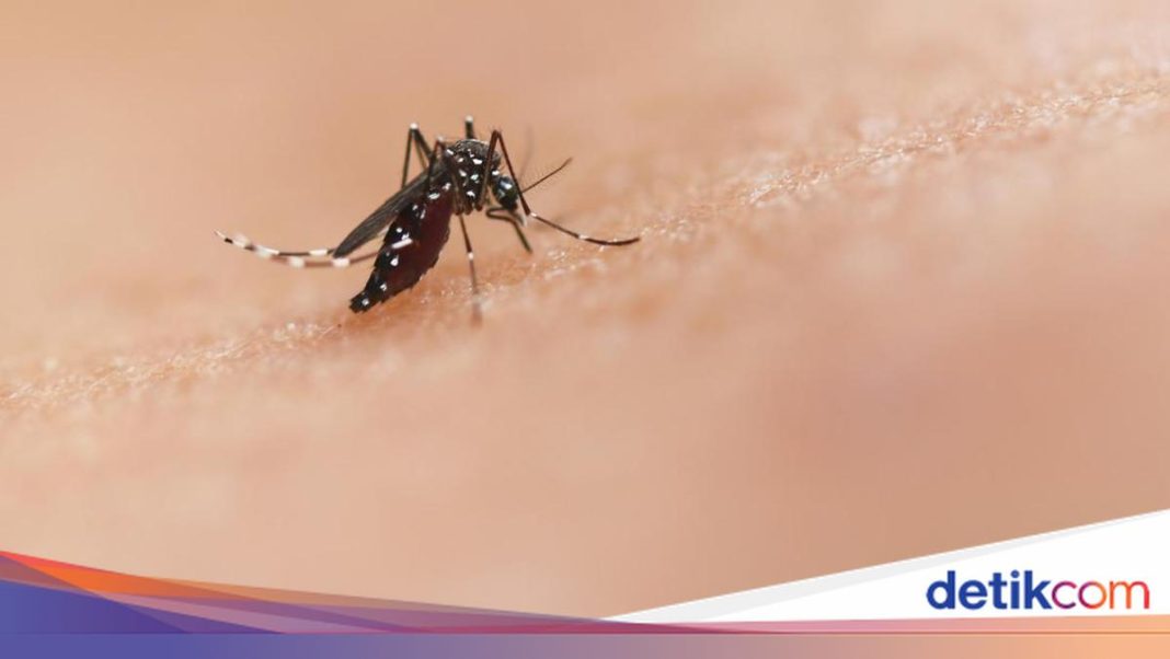 Waspadai DBD di Tengah Kemarau, DKI Intensifkan Pemberantasan Sarang Nyamuk