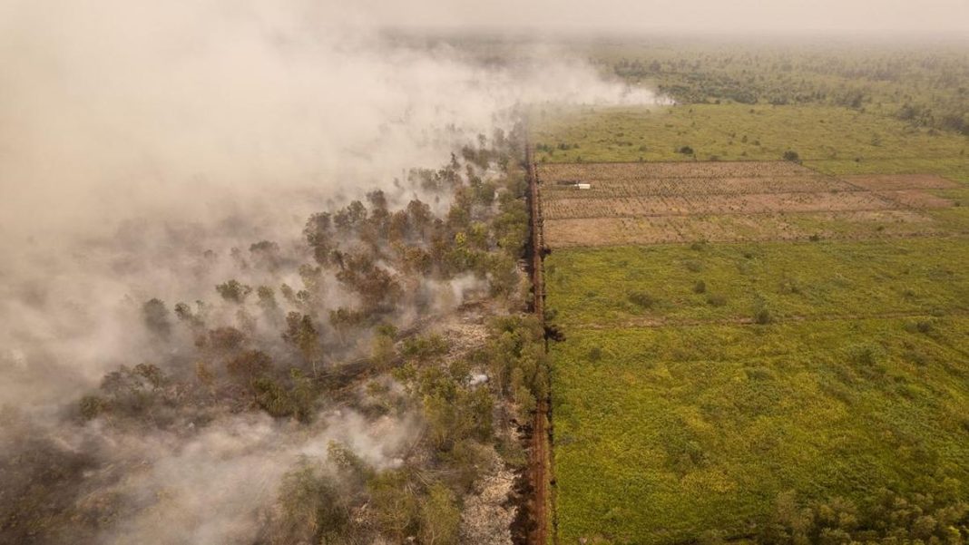 10 Orang Ditetapkan Jadi Tersangka Karhutla di Jambi
