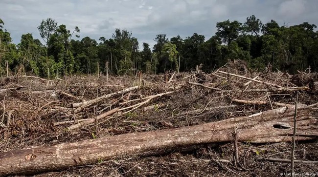 Pelaku Perusakan Hutan Dihukum Mati – Publik Pos Update