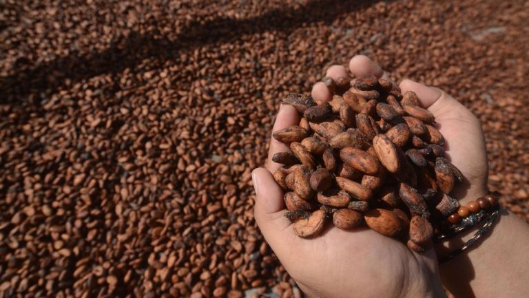 Harga Kakao Naik Tajam, Kemendag Sebut Ini Efek El Nino