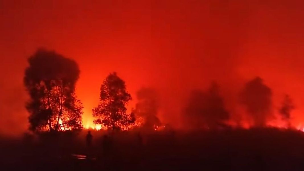 Api di Taman Nasional Way Kambas Padam, Seluruh Gajah Terpantau Aman