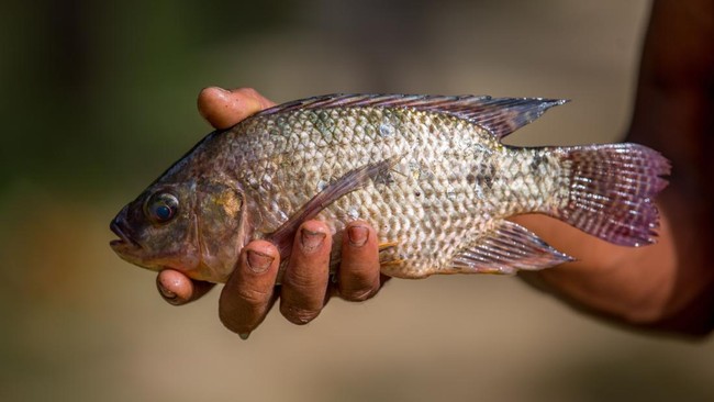 Ikan Nila Picu Bencara Besar, Tetangga RI Umumkan Situasi Darurat – Publik Pos Update