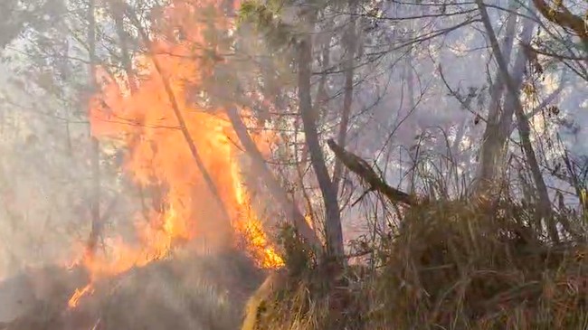 Media Asing Sorot Kebakaran Hutan RI, Asap Sudah Sampai Filipina – Publik Pos Update