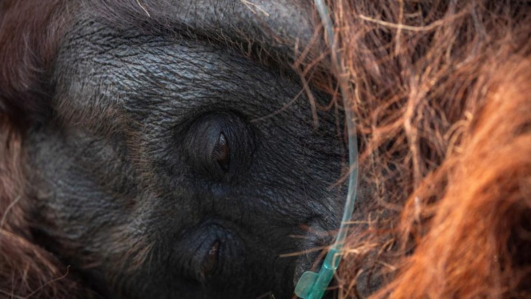 Kemenhut Konfirmasi Orang Utan ‘Sempurna’ Mati Diduga Akibat Asap