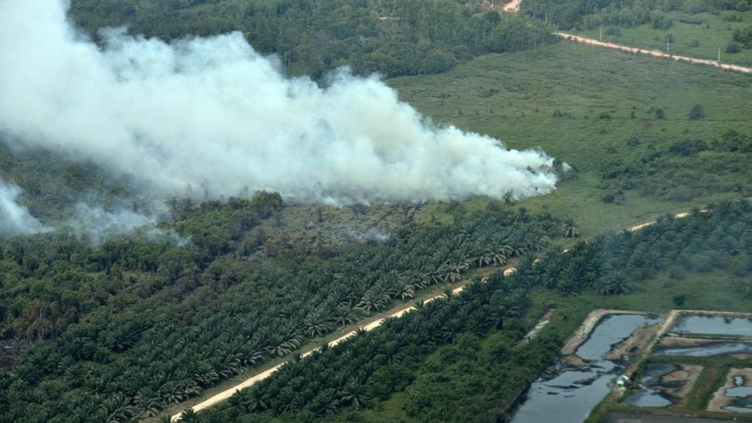 Titip Api Karhutla di Kalimantan dan Sumatera Disebut Turun Jadi 121
