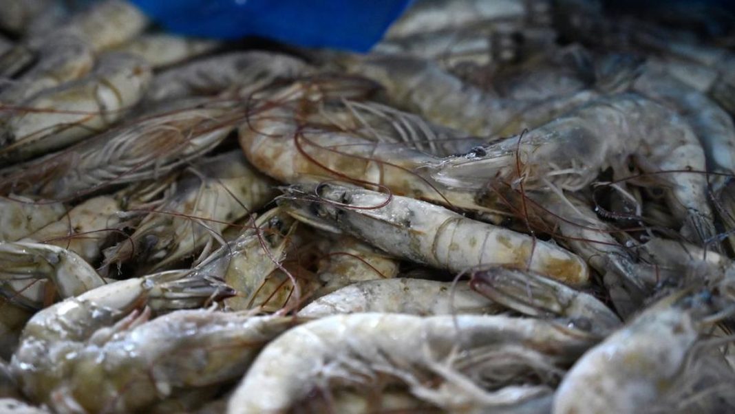 KKP Sita 1.048 Ton Udang Impor Diduga Tak Sesuai Peruntukan di Jatim