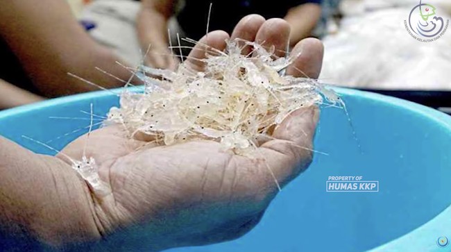 Benih Lobster Marak Diselundupkan, RI Rugi Rp 40 Triliun Setahun – Publik Pos Update