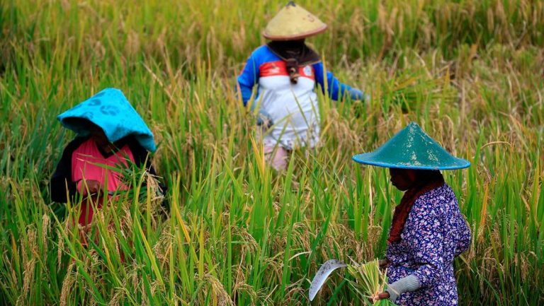 Komisi IV DPR Soroti Sulitnya Petani Kecil untuk Hidup Layak