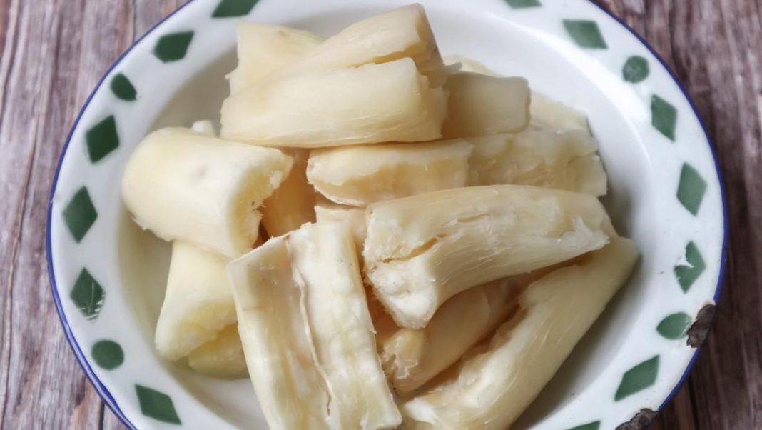 Pemerintah Tutup Impor Singkong, Harga di Petani Naik ke Rp3 Ribu
