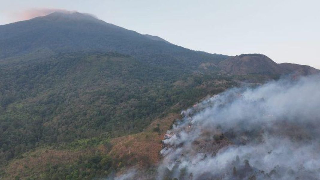 Karhutla Ciremai, Bayi Surili Terpisah dari Induk Diselamatkan Petani
