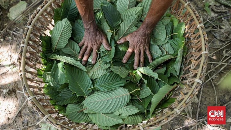 Luhut Sebut Indonesia Segera Mulai Hilirisasi Kratom dan Kemenyan
