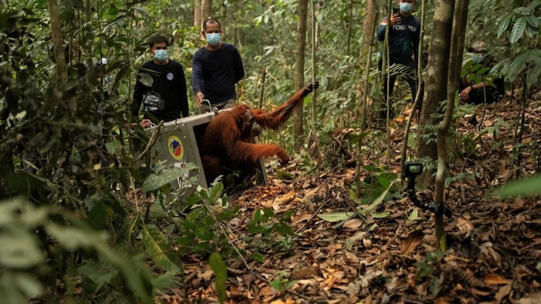 Terancam Karhutla, 8 Orangutan Ditranslokasi ke Hutan Lindung Ketapang